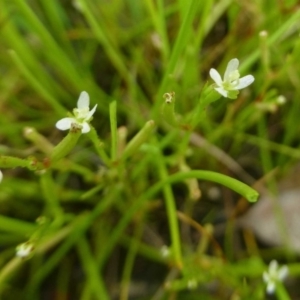 Stylidium despectum at Aranda, ACT - 24 Dec 2016 12:00 AM