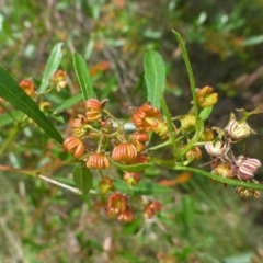 Dodonaea viscosa subsp. spatulata (Broad-leaved Hop Bush) at Black Mountain - 23 Dec 2016 by RWPurdie