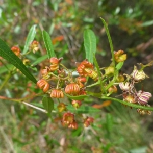 Dodonaea viscosa subsp. spatulata at Canberra Central, ACT - 24 Dec 2016 12:00 AM