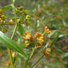 Dodonaea viscosa subsp. spatulata at Canberra Central, ACT - 24 Dec 2016 12:00 AM