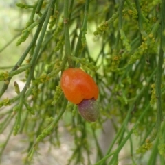 Exocarpos cupressiformis (Cherry Ballart) at Canberra Central, ACT - 24 Dec 2016 by RWPurdie