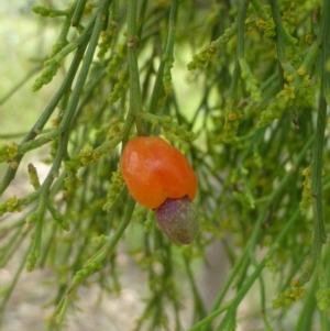 Exocarpos cupressiformis at Canberra Central, ACT - 24 Dec 2016