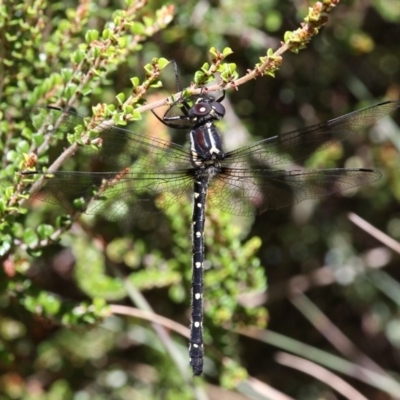 Eusynthemis guttata (Southern Tigertail) at Cotter River, ACT - 17 Jan 2016 by HarveyPerkins