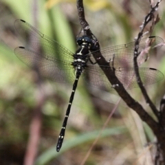 Eusynthemis guttata (Southern Tigertail) at Cotter River, ACT - 17 Jan 2016 by HarveyPerkins