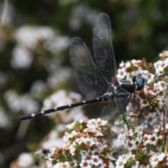 Eusynthemis guttata (Southern Tigertail) at Cotter River, ACT - 17 Jan 2016 by HarveyPerkins