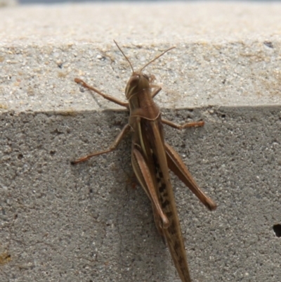 Austracris guttulosa (Spur-throated Locust) at Corin Reservoir - 5 Dec 2010 by HarveyPerkins