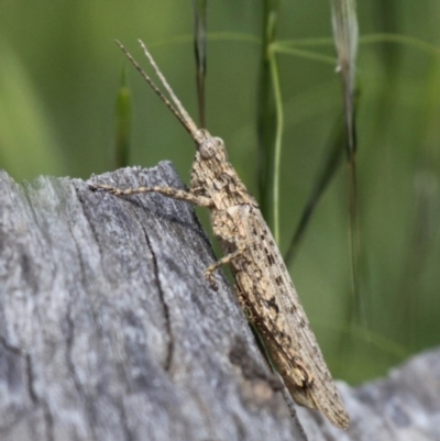 Coryphistes ruricola (Bark-mimicking Grasshopper) at Gigerline Nature Reserve - 7 Nov 2010 by HarveyPerkins