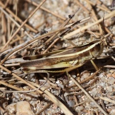 Macrotona australis (Common Macrotona Grasshopper) at Stromlo, ACT - 3 Jan 2014 by HarveyPerkins