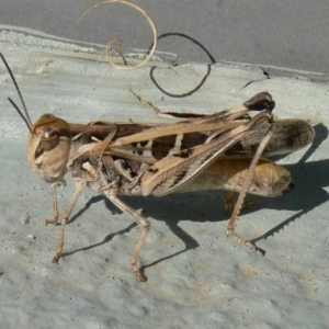 Oedaleus australis at Jerrabomberra, NSW - 4 Apr 2009