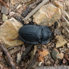 Celibe striatipennis (Pie-dish beetle) at Mulligans Flat - 23 Dec 2016 by CedricBear