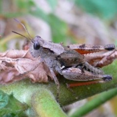 Phaulacridium vittatum (Wingless Grasshopper) at Kambah, ACT - 12 Mar 2009 by HarveyPerkins