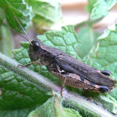 Phaulacridium vittatum (Wingless Grasshopper) at Kambah, ACT - 26 Mar 2009 by HarveyPerkins