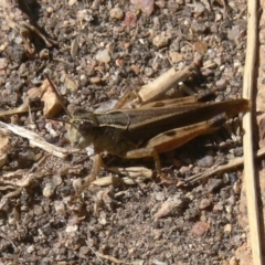Phaulacridium vittatum (Wingless Grasshopper) at Kambah, ACT - 28 Mar 2009 by HarveyPerkins