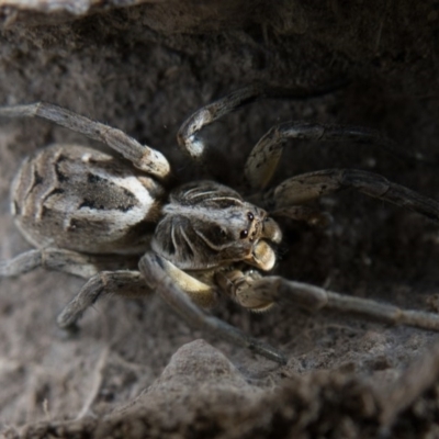 Tasmanicosa sp. (genus) (Unidentified Tasmanicosa wolf spider) at Sutton, NSW - 23 Dec 2016 by CedricBear