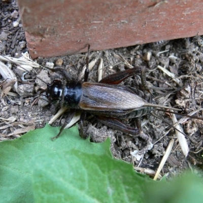 Teleogryllus commodus (Black Field Cricket) at Kambah, ACT - 26 Mar 2009 by HarveyPerkins