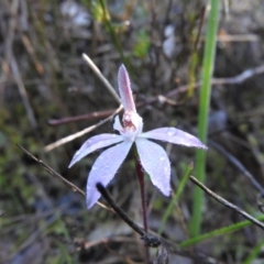 Caladenia fuscata (Dusky Fingers) at Wanniassa Hill - 14 Oct 2016 by RyuCallaway