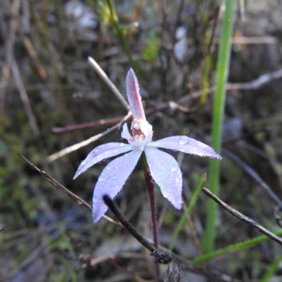 Caladenia fuscata (Dusky Fingers) at Fadden, ACT - 15 Oct 2016 by ArcherCallaway