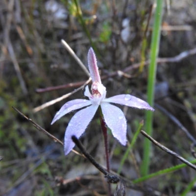 Caladenia fuscata (Dusky Fingers) at Fadden, ACT - 14 Oct 2016 by RyuCallaway