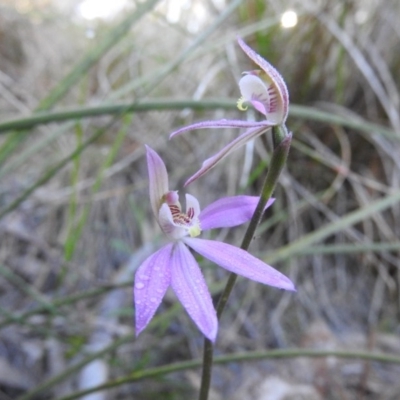 Caladenia carnea (Pink Fingers) at Fadden, ACT - 14 Oct 2016 by RyuCallaway