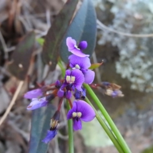 Hardenbergia violacea at Fadden, ACT - 15 Oct 2016