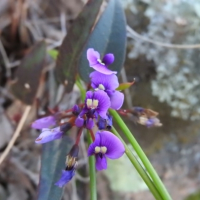 Hardenbergia violacea (False Sarsaparilla) at Wanniassa Hill - 14 Oct 2016 by RyuCallaway