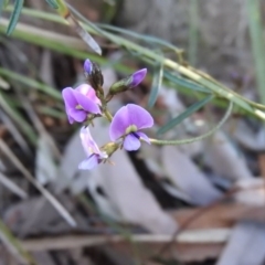 Glycine clandestina (Twining Glycine) at Fadden, ACT - 15 Oct 2016 by ArcherCallaway