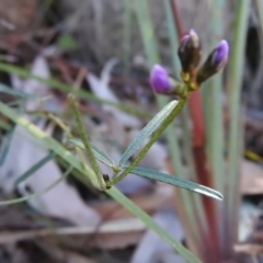 Glycine clandestina at Fadden, ACT - 15 Oct 2016