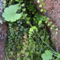 Asplenium flabellifolium (Necklace Fern) at Wanniassa Hill - 14 Oct 2016 by RyuCallaway