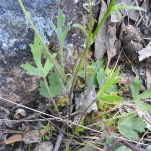 Ranunculus lappaceus at Fadden, ACT - 15 Oct 2016