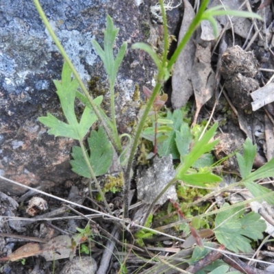 Ranunculus lappaceus (Australian Buttercup) at Wanniassa Hill - 14 Oct 2016 by RyuCallaway