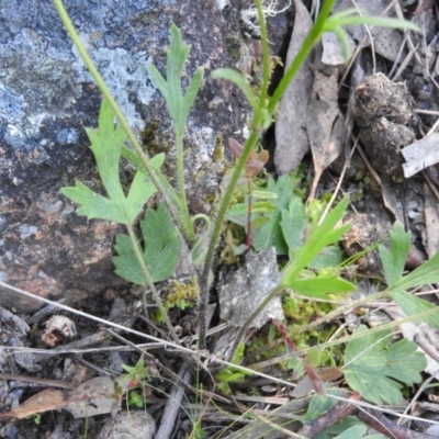 Ranunculus lappaceus (Australian Buttercup) at Fadden, ACT - 15 Oct 2016 by ArcherCallaway