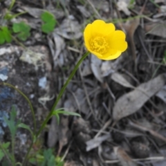 Ranunculus lappaceus at Fadden, ACT - 15 Oct 2016 08:57 AM