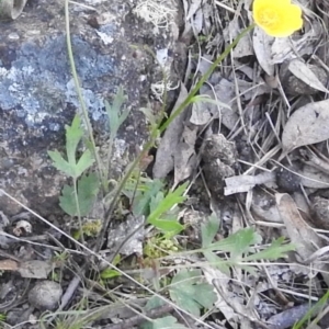 Ranunculus lappaceus at Fadden, ACT - 15 Oct 2016 08:57 AM