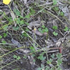 Ranunculus lappaceus at Fadden, ACT - 15 Oct 2016