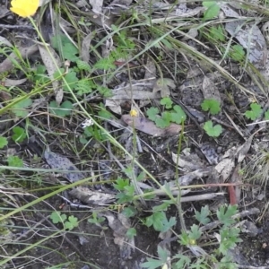 Ranunculus lappaceus at Fadden, ACT - 15 Oct 2016 08:57 AM