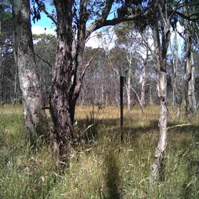 Unidentified at Mulligans Flat - 24 Dec 2016 by MulligansFlat1