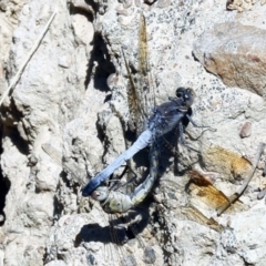 Orthetrum caledonicum (Blue Skimmer) at Bruce, ACT - 23 Dec 2016 by ibaird