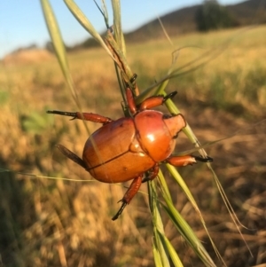 Anoplognathus montanus at Watson, ACT - 25 Dec 2016