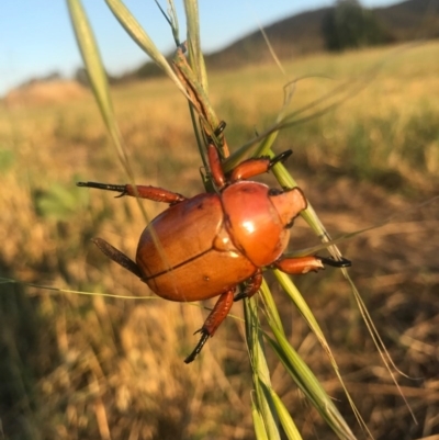 Anoplognathus montanus (Montane Christmas beetle) at Watson, ACT - 25 Dec 2016 by AaronClausen