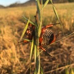 Anoplognathus montanus at Watson, ACT - 25 Dec 2016