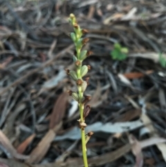 Microtis sp. (Onion Orchid) at Mount Majura - 25 Dec 2016 by AaronClausen