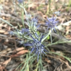 Eryngium ovinum (Blue Devil) at Mount Majura - 25 Dec 2016 by AaronClausen