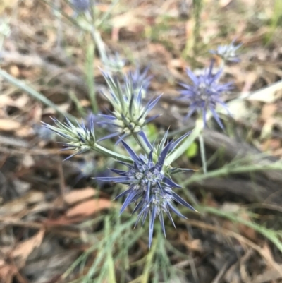 Eryngium ovinum (Blue Devil) at Mount Majura - 25 Dec 2016 by AaronClausen