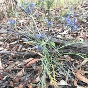 Eryngium ovinum at Watson, ACT - 25 Dec 2016 08:01 PM