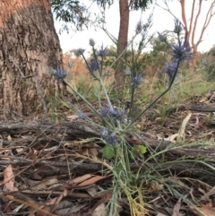 Eryngium ovinum at Watson, ACT - 25 Dec 2016 08:01 PM