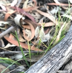 Atrapsalta furcilla (Southern Mountain Squeaker) at Mount Majura - 25 Dec 2016 by AaronClausen