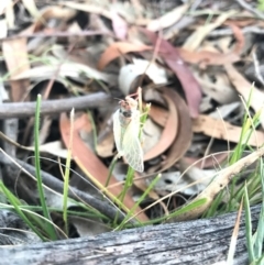 Atrapsalta furcilla at Watson, ACT - 25 Dec 2016 08:04 PM