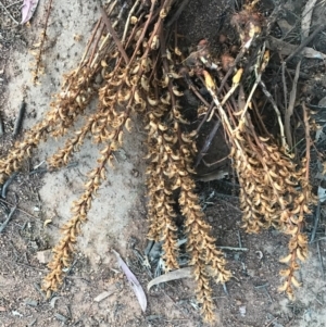 Orobanche minor at Watson, ACT - 25 Dec 2016