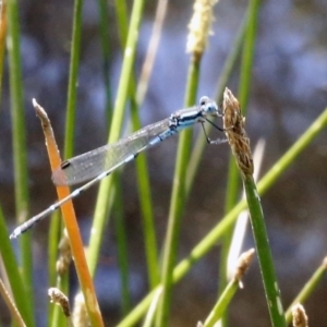 Austrolestes leda at Bruce, ACT - 23 Dec 2016