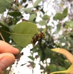 Chrysomelidae sp. (family) at Watson, ACT - 25 Dec 2016